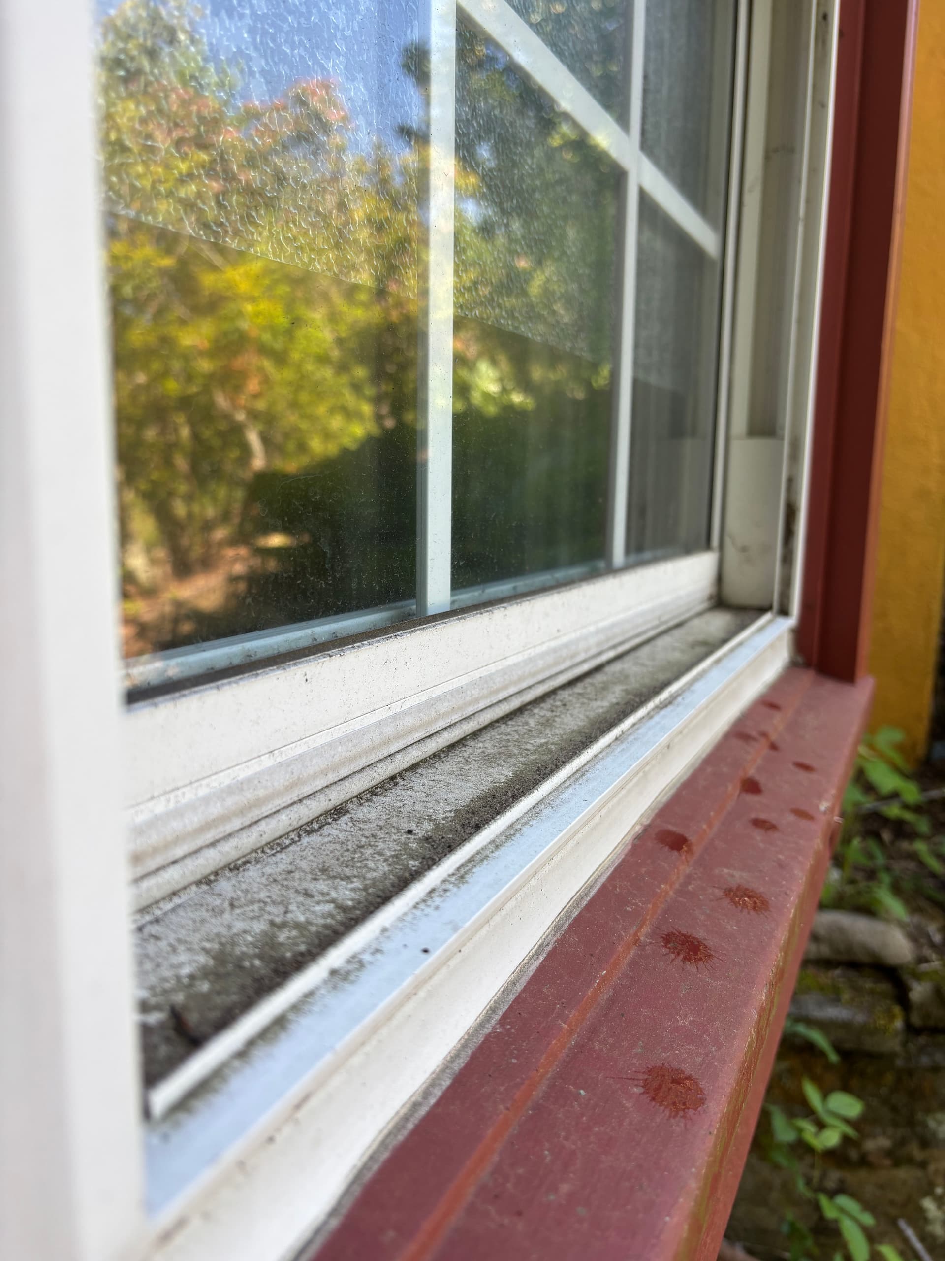 What's Actually Living in Your Window Tracks
