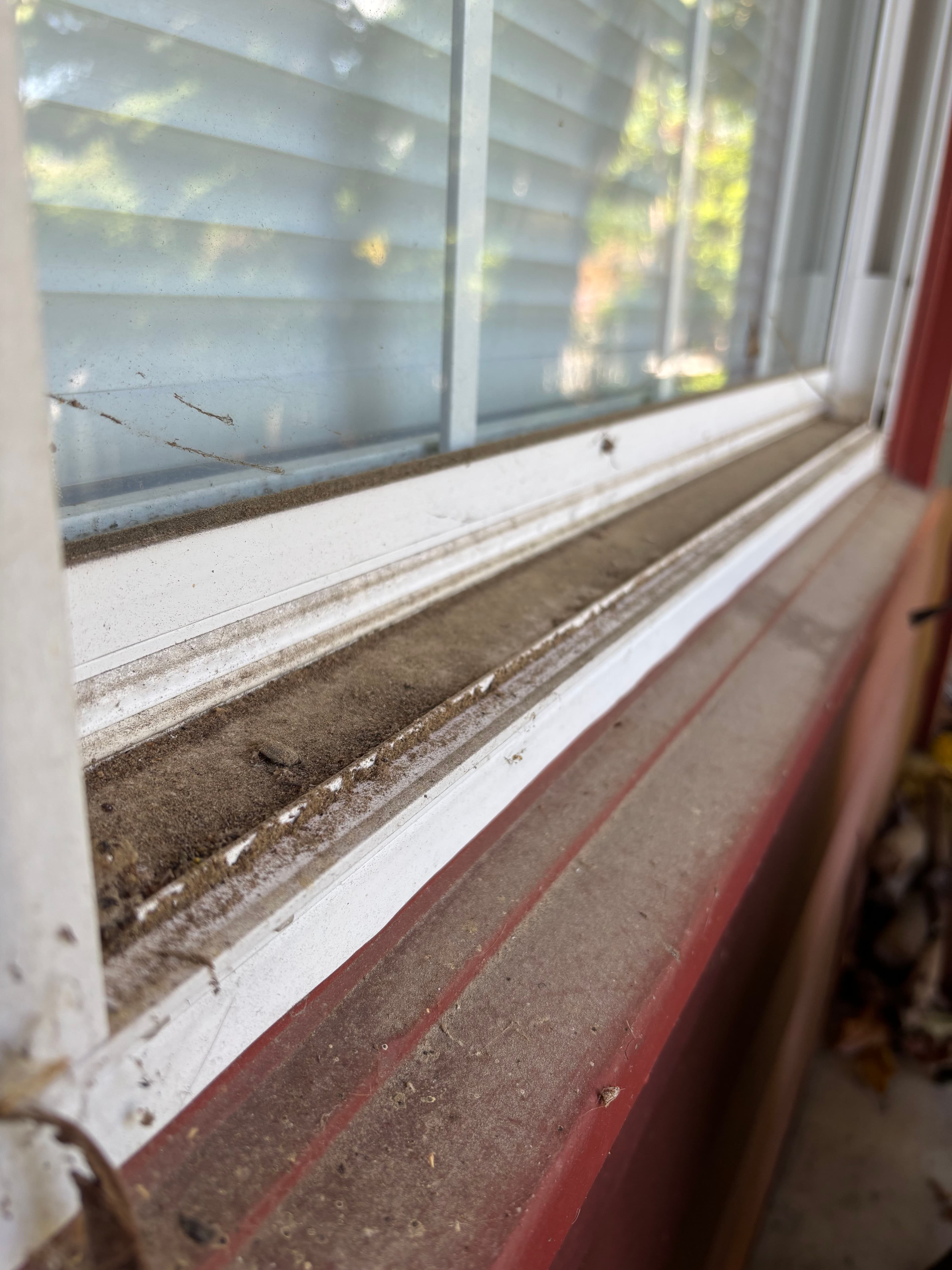 Project What's Actually Living in Your Window Tracks image