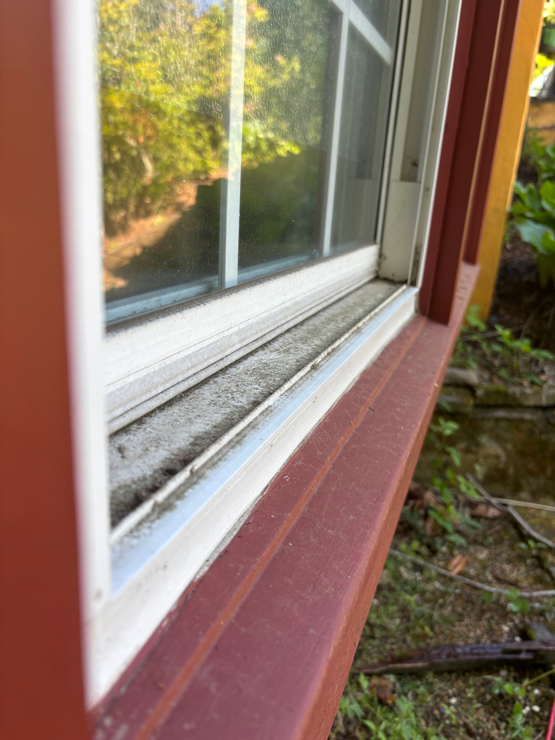 What's Actually Living in Your Window Tracks
