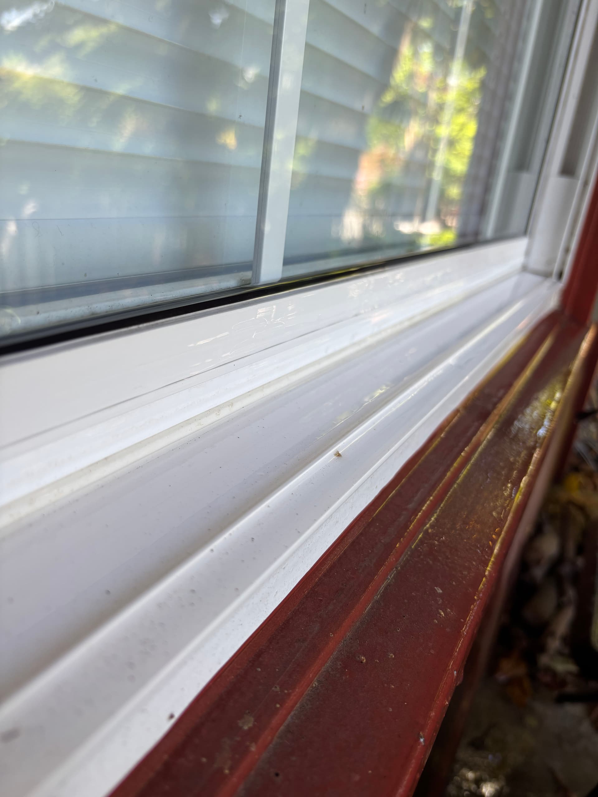 What's Actually Living in Your Window Tracks